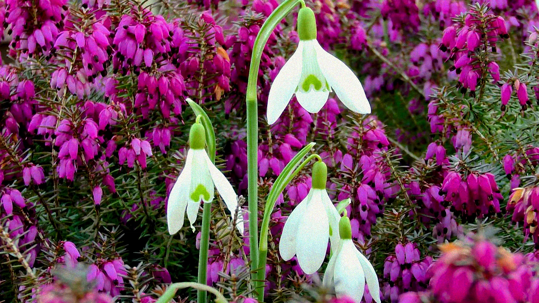 Pflanzen von frühblühenden Sträuchern