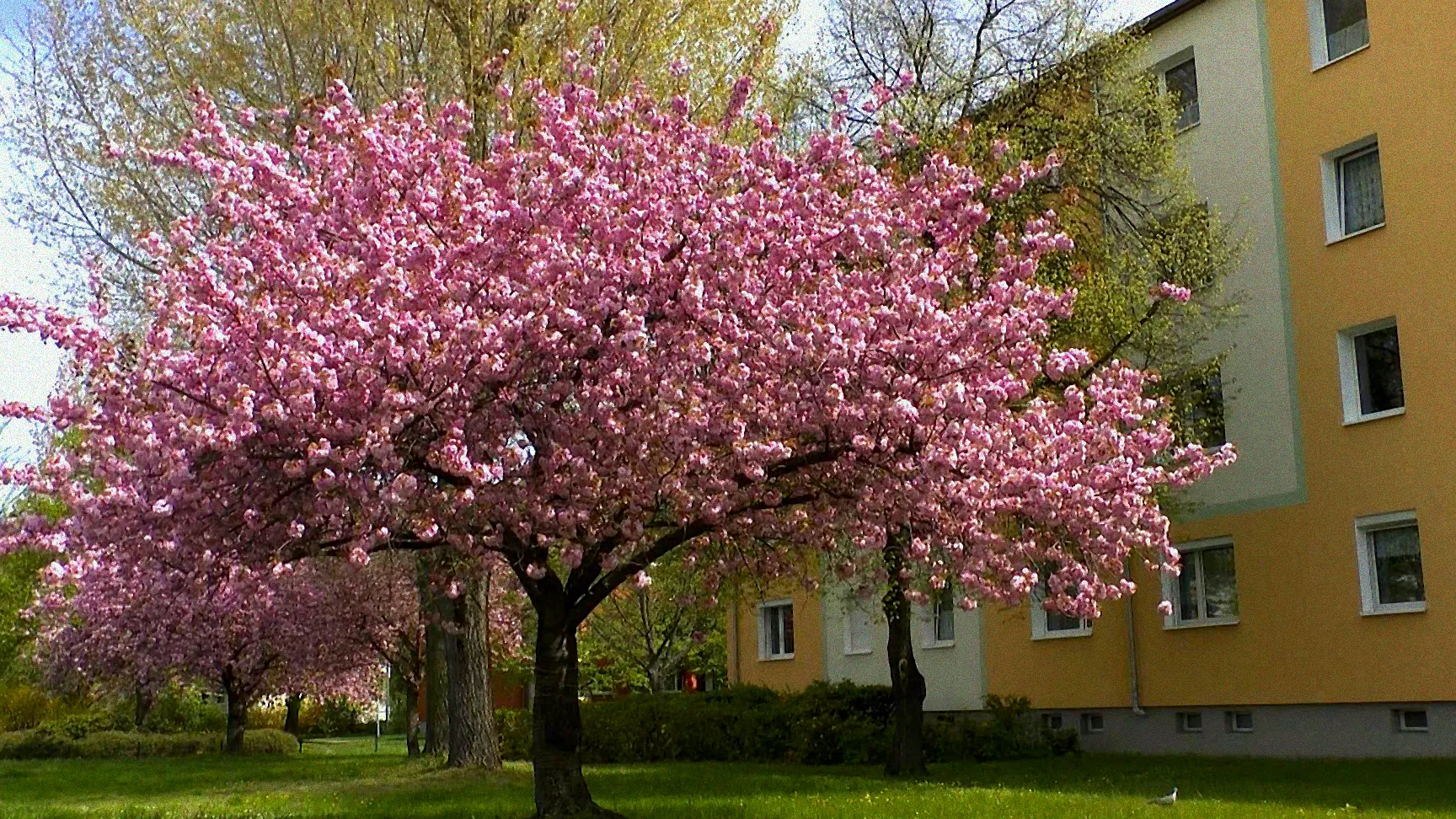 Beliebte frühblühende Sträucher