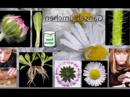 sträucher frühblüher