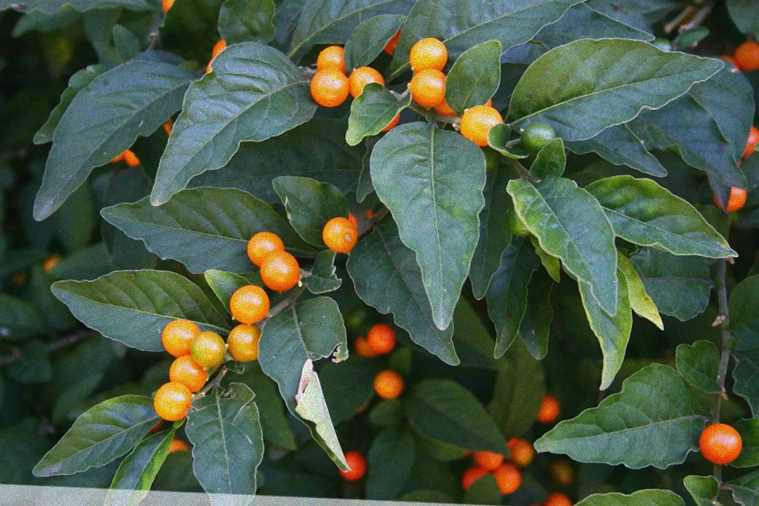 Orange Beeren am Strauch.
