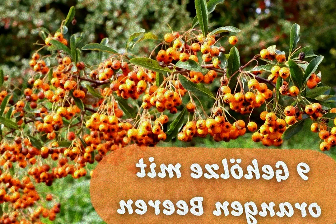 Beerenstrauch mit orangen Früchten.
