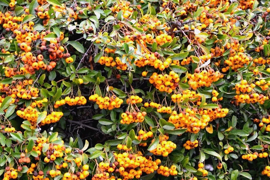 Orangenfarbene Strauchbeeren.