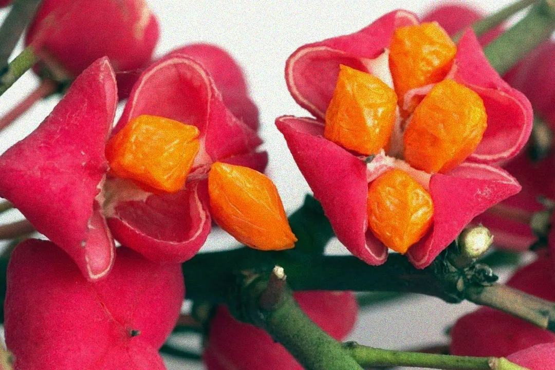 Strauch trägt orange Beeren.