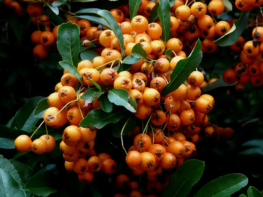 Orangenbeeren am Strauch.