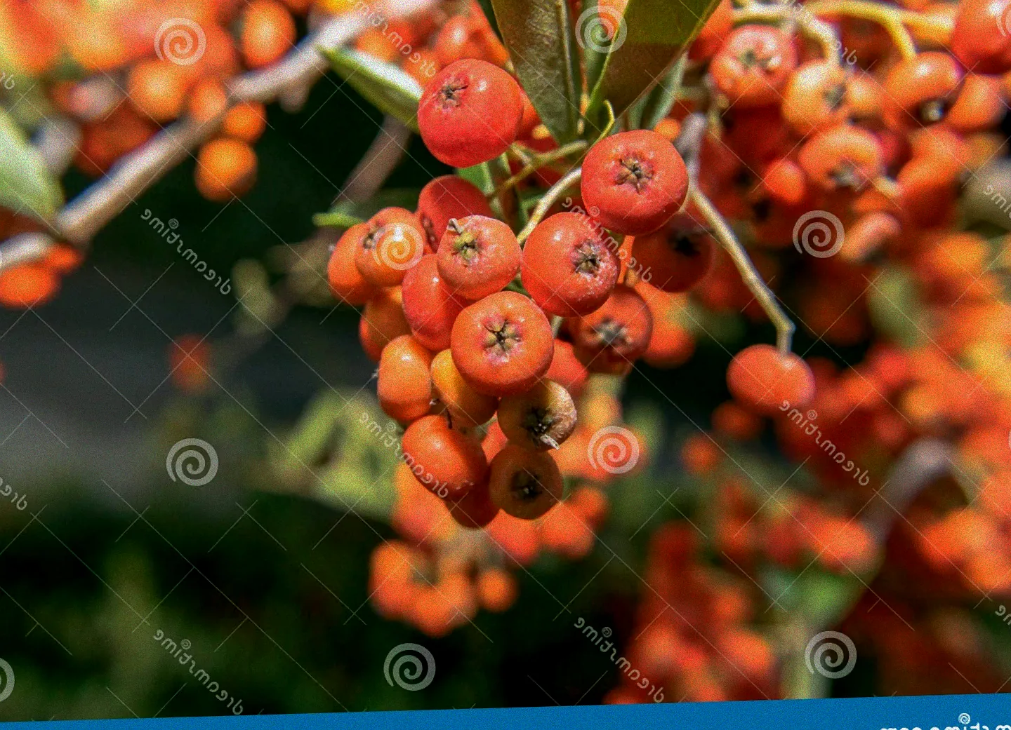 Strauch mit orangen Beeren.