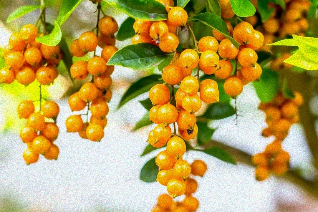 strauch beeren orange