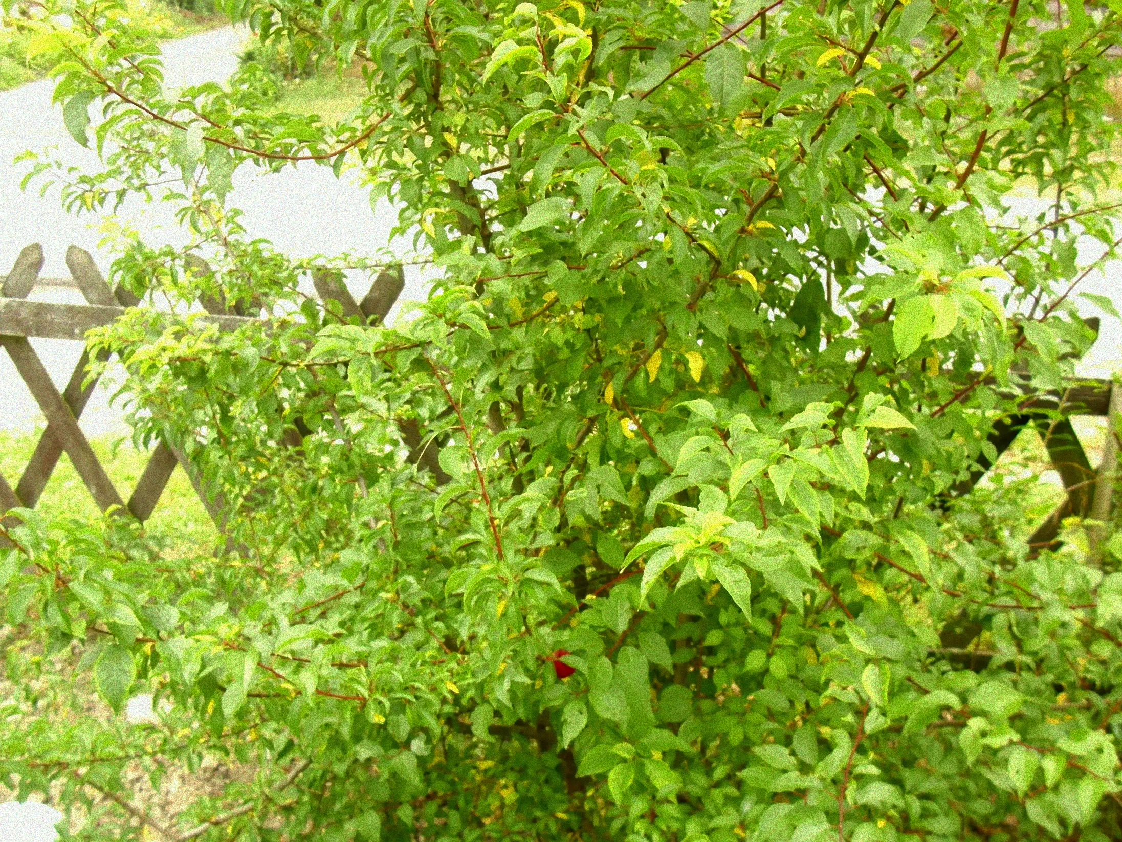 Schwarze Johannisbeeren am Strauch.