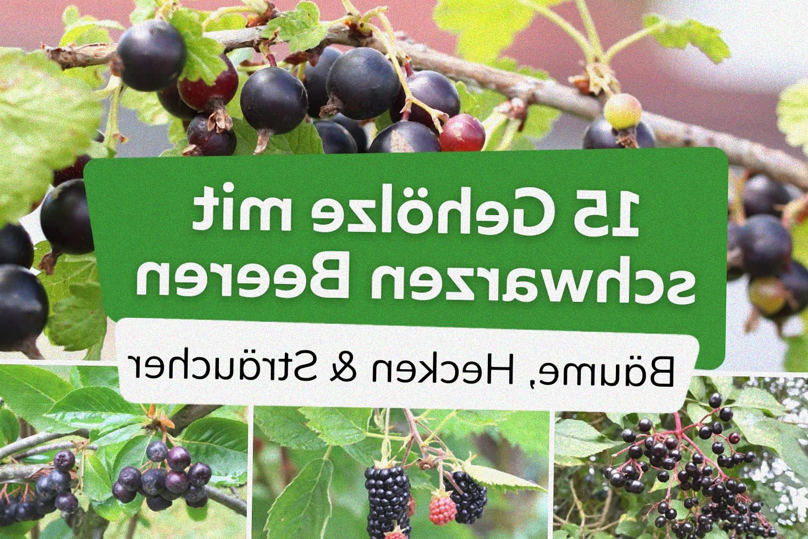 Aronia Strauch mit schwarzen Früchten.