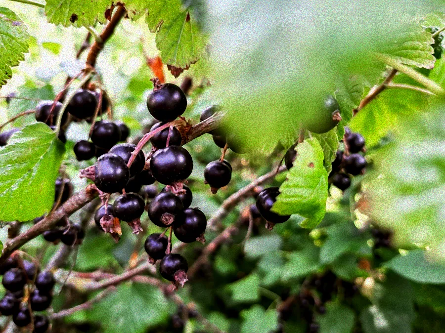 Maulbeerstrauch mit schwarzen Beeren.