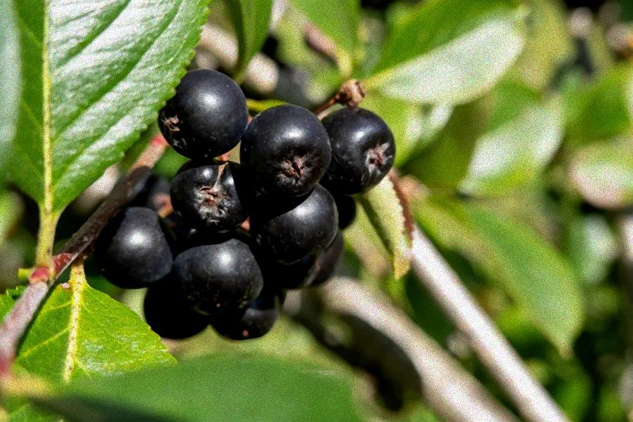 Heckenkirsche mit schwarzen Früchten.