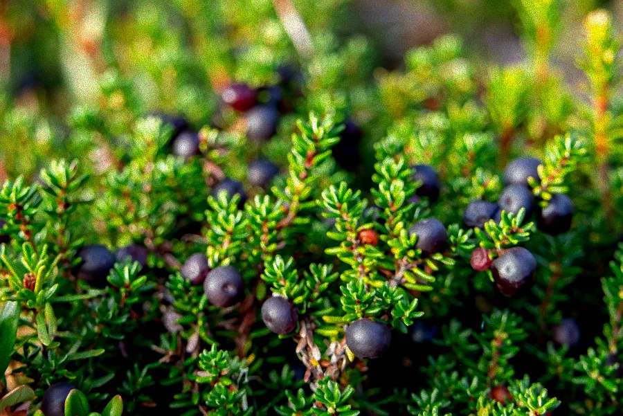 Vogelbeerstrauch mit schwarzen Früchten.