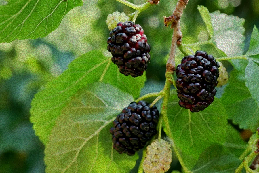 Brombeerstrauch mit schwarzen Beeren.