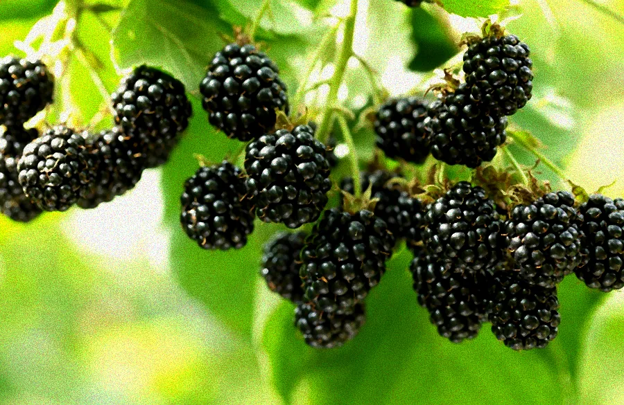 Schlehenstrauch mit schwarzen Früchten.