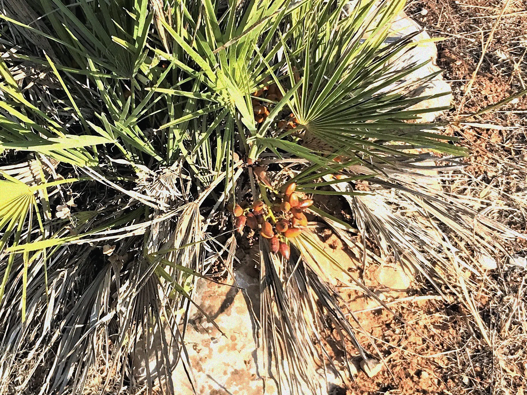 strauch mit schwarzen früchten