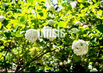 Strauch mit stark duftenden Blüten