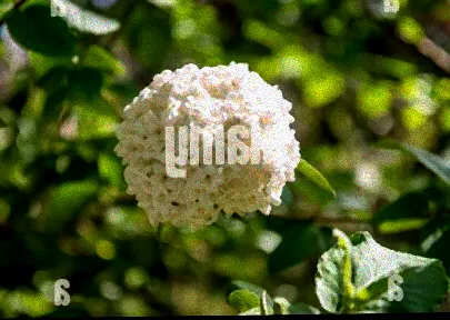 Gartenstrauch mit duftenden Blüten