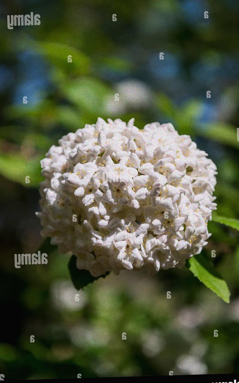 Duftender Strauch im Garten