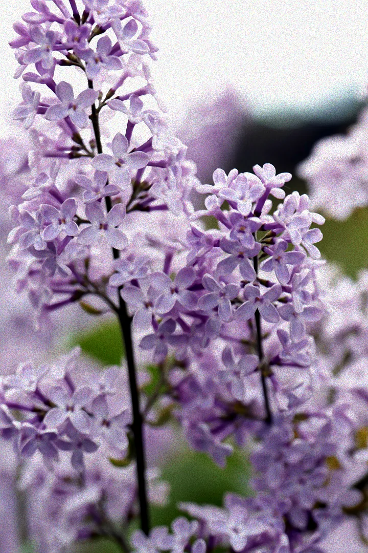 Aromatischer Strauch mit Blüten