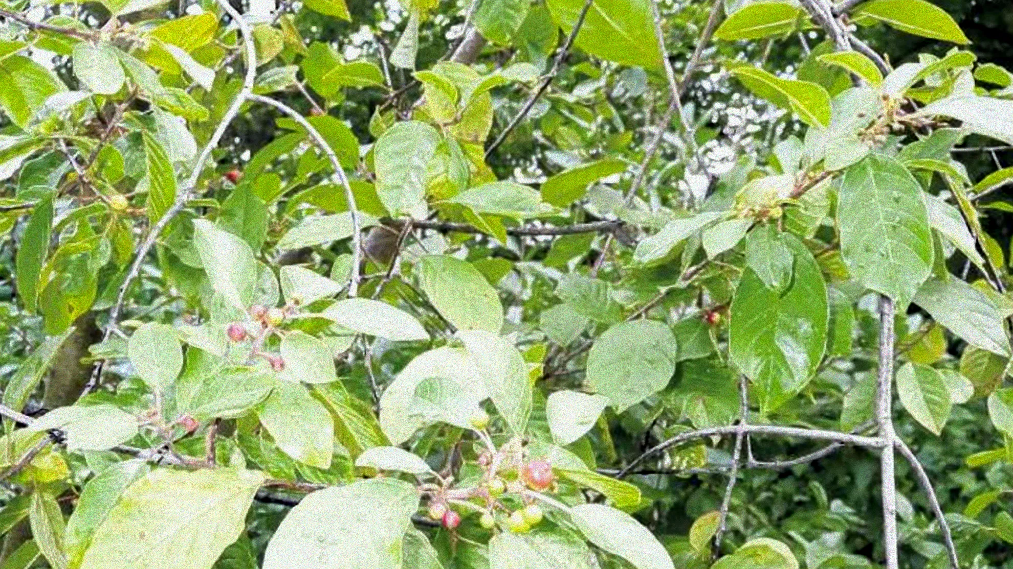 Blühender Strauch mit intensivem Duft