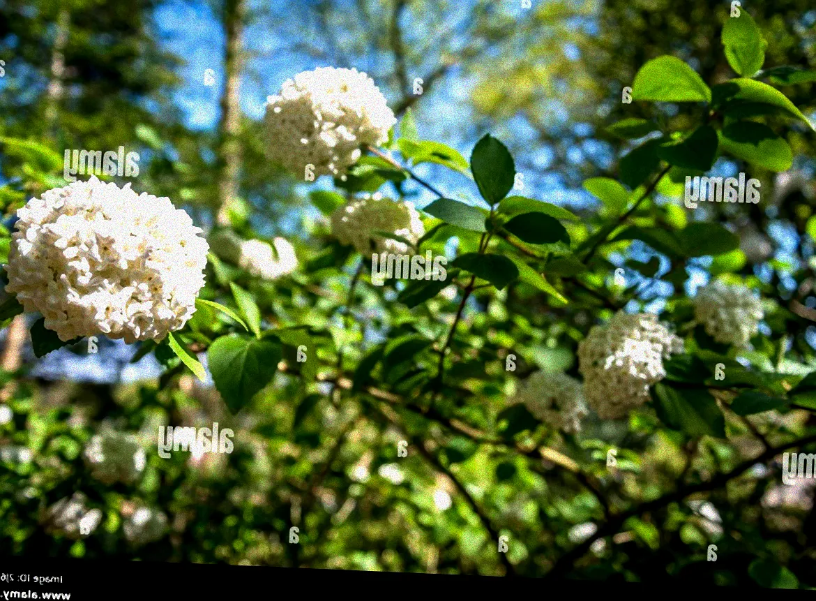 strauch mit stark duftenden blüten