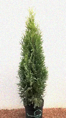 Blaukorn bei Thuja verwenden