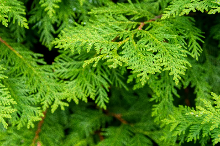 Blaukorn Dünger anwenden