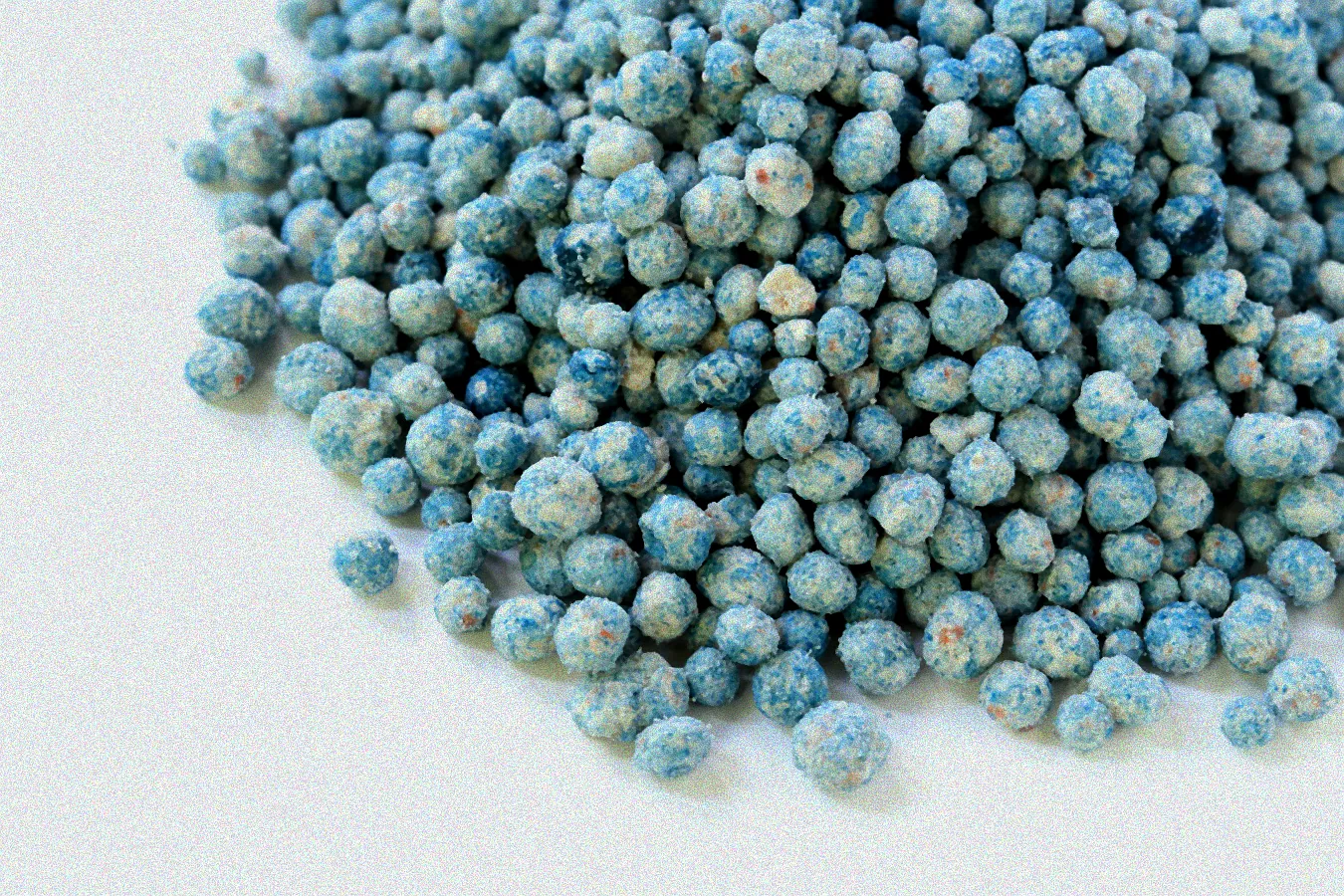 Düngung von Thuja Pflanzen