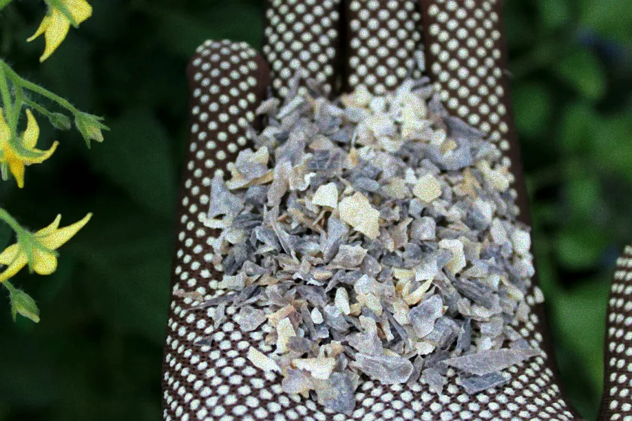 Blaukorn bei Thuja anwenden