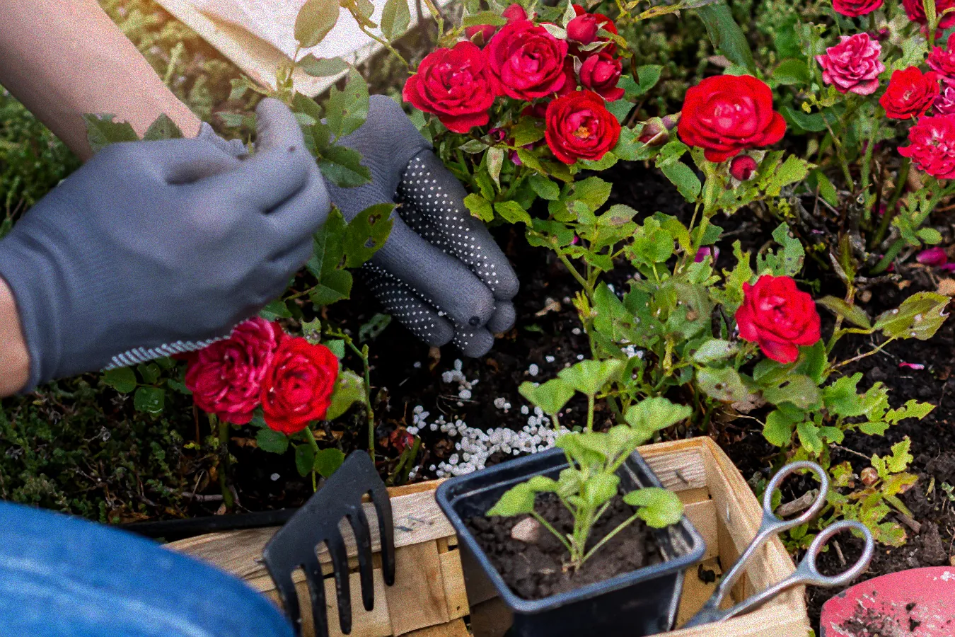 Thuja mit Blaukorn düngen