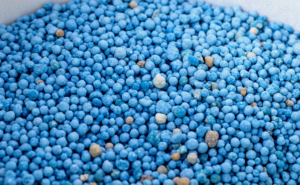 thuja blaukorn düngen