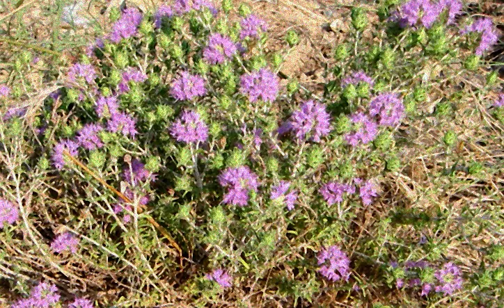 Thymian in einem Kübel