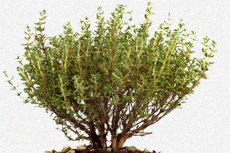 Blühender Thymian im Garten