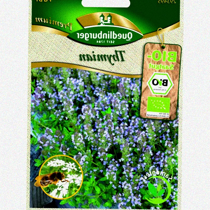 Pflanzung von Thymian im Garten