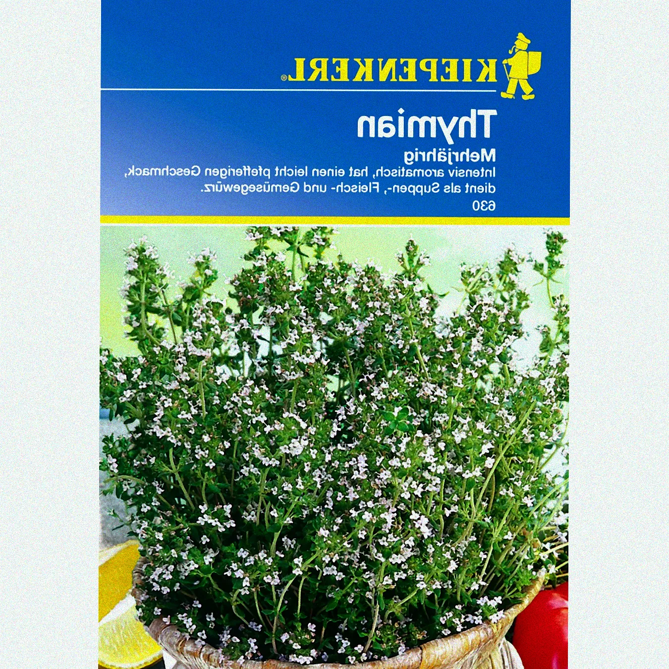 Pflege von Thymianpflanzen