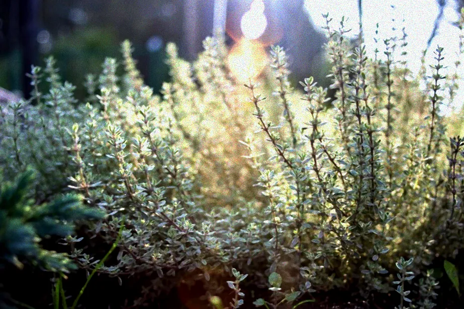 Ernte von Thymianblättern