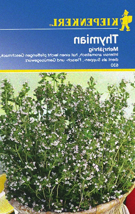 Vermehrung von Thymianpflanzen