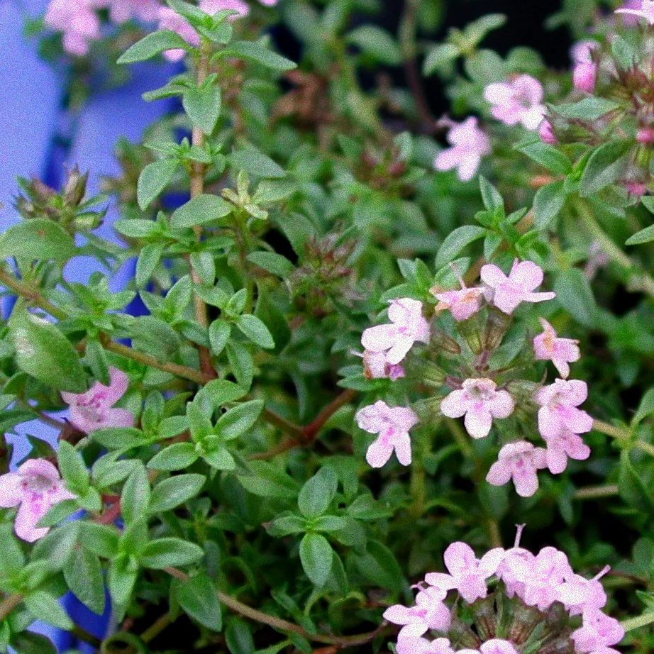 Thymianpflanzen im Gartencenter