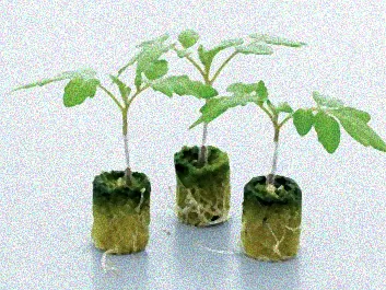 Verschiedene Tomatenunterlagen im Garten