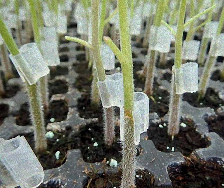 Veredelte Tomatenpflanzen im Gewächshaus