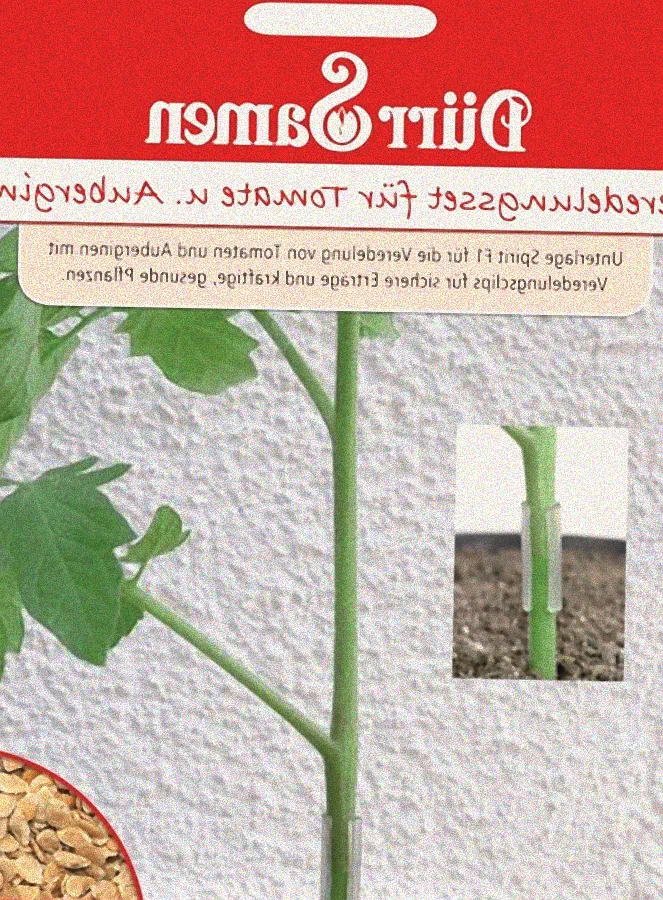Gesunde Tomatenpflanzen auf Unterlagen