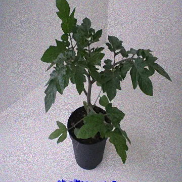 veredelungsunterlage tomaten