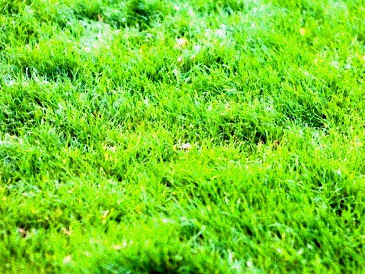 Herbstliche Rasenpflege mit Vertikutierer