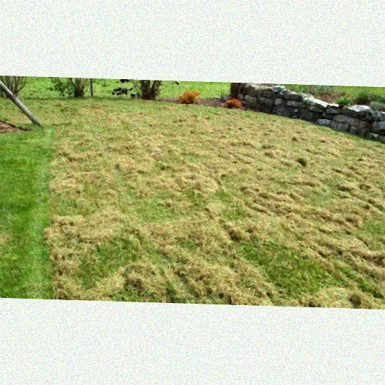 Gesunder Rasen nach Vertikutieren