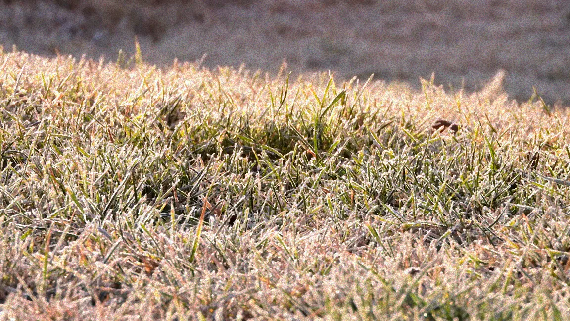 Vertikutierer auf herbstlichem Rasen