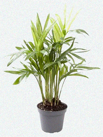 Winterharte Palme im Schnee