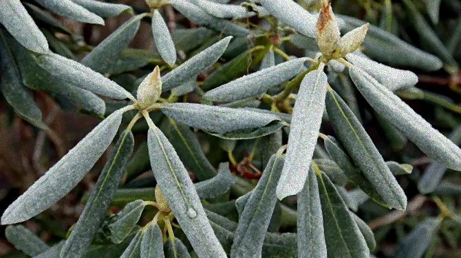 Palme mit Kälteschutz