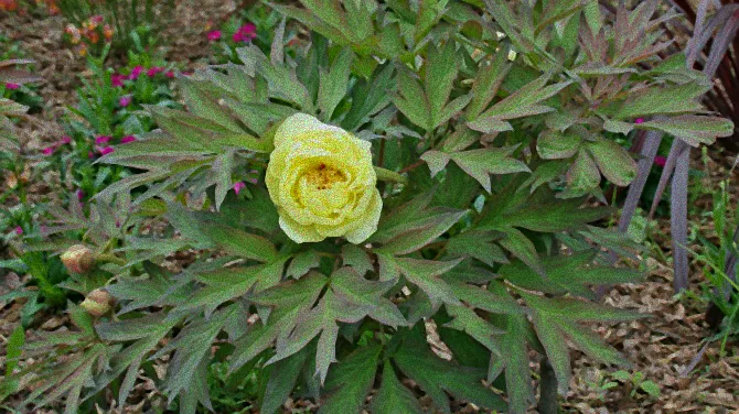 Frostresistente Palme im Garten