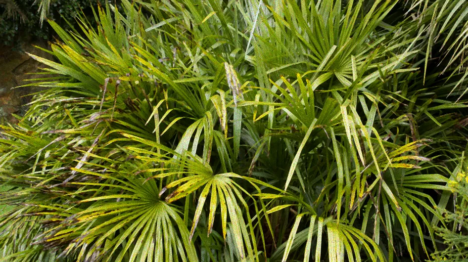 Palme mit Frostschutzhülle