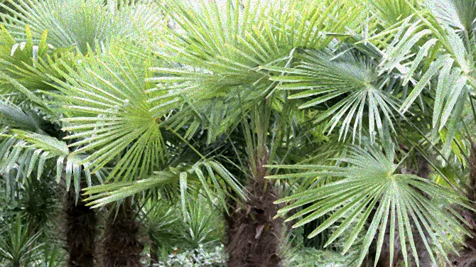 Palme bei Minusgraden