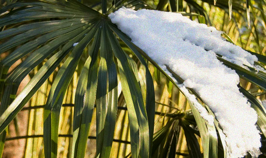 vertragen palmen frost